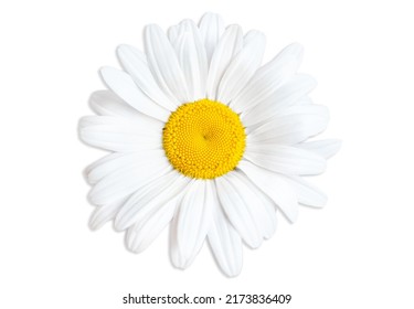 Blooming daisy head close-up isolated on white background, top-view.