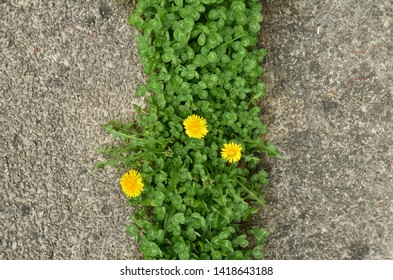 Blooming Dandelion Flowers Growing Between Sidewalk Tiles. Directly Above View. 