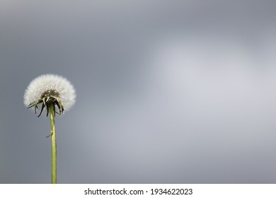 綿毛 High Res Stock Images Shutterstock