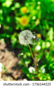 Blooming Dandelions In The Garden On A Blurred Background. Unequal Marriage.