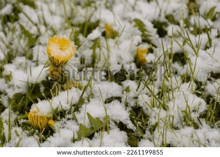 blooming dandelions with snow - Close-up