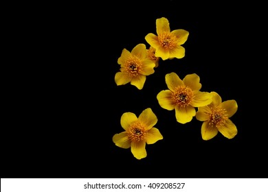 Blooming in the dark