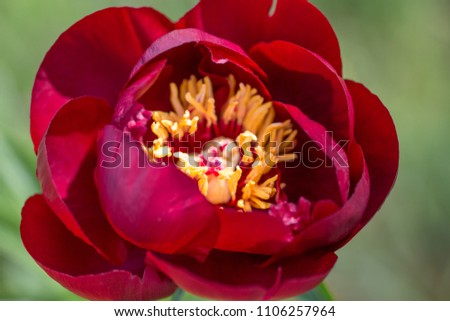 Blooming Dark red peonies in the garden, burgundy color, close-up, macro. Peony BUCKEYE BELLE