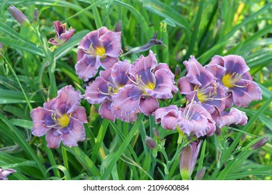 Blooming daylily, Hemerocallis 'Little Blue Gem'