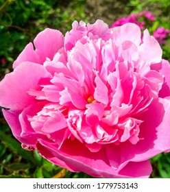 blooming delicate pink peony flower macro view in garden - Shutterstock ID 1779753143