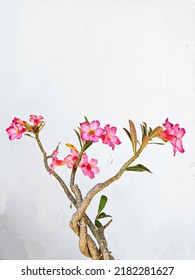 Blooming Desert Rose In White Background