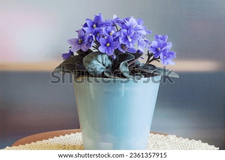 Blooming domestic blue perennial African violet (Saintpaulia) in a flower pot.