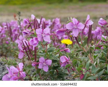 Blooming Dwarf Fireweed  In Iceland