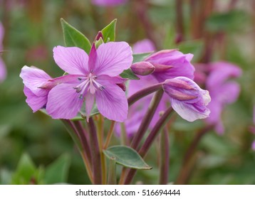 Blooming Dwarf Fireweed  In Iceland