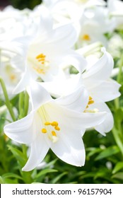 Blooming Of Easter Lily In The Flower Garden