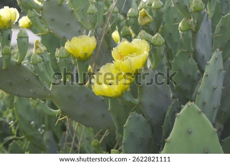 A blooming Eastern Prickly Pear Cactus (Opuntia humifusa) devil's-tongue, Indian fig, wild plant blooming in spring closeup shot, Beautiful yellow flower of Eastern Prickly Pear, cactus flower closeup