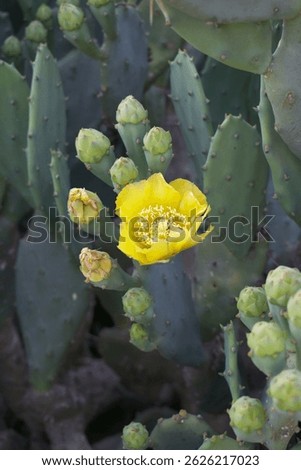 A blooming Eastern Prickly Pear Cactus (Opuntia humifusa) devil's-tongue, Indian fig, wild plant blooming in spring closeup shot, Beautiful yellow flower of Eastern Prickly Pear, cactus flower closeup