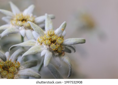 Blooming of Edelweiss flower. Leontopodium alpinum or Blossom of Snow
