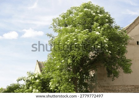 Blooming Elder Tree Growing Beside Old Rural House in Spring Countryside