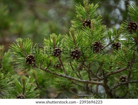 Blooming evergreen pine tree with  pine cones