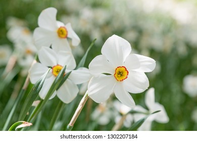 blühende Blütenblume - Narzissenblume, selektiver Fokus