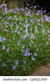 Blooming Field Of Blue Star Creeper Flowers (Laurentia Isotoma Axillaris)