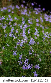 Blooming Field Of Blue Star Creeper Flowers (Laurentia Isotoma Axillaris)