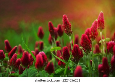 Blooming field of red clover