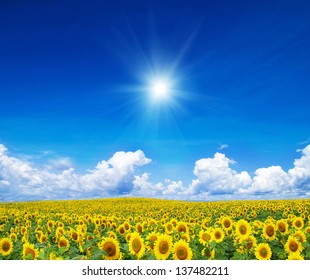 Blooming Field Of Sunflowers On Blue Sky