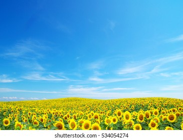 Blooming field of sunflowers on blue sky - Powered by Shutterstock