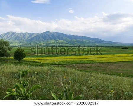 Blooming fields against the backdrop of mountains. Beautiful mountain landscape. Blooming summer herbs. Spring landscape. Summer outside the city. Kyrgyzstan.