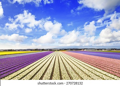 blooming fields of flowers in Holland