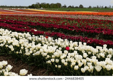 Blooming fields with tulips. Spring fields with tulips. Rows of tulips. Bright colorful fields with tulips