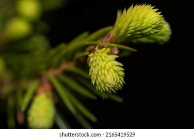 blooming fir branch. Fir branches with fresh shoots in spring. Young growing fir tree sprouts on branch in spring forest. Spruce branches on a green background. background branch with green buds
