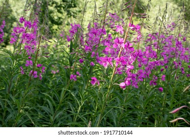 Blooming fireweed known as blooming sally in a summer meadow