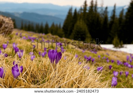 Blooming of the first spring crocus flowers in a clearing in the mountains.