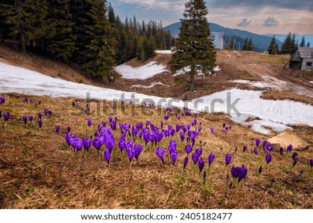 Blooming of the first spring crocus flowers in a clearing in the mountains.
