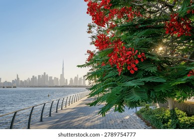 Blooming flame tree branches frame the Dubai skyline and Burj Khalifa, showcasing one of the city most recognizable seasonal transformations during the annual summer flowering season