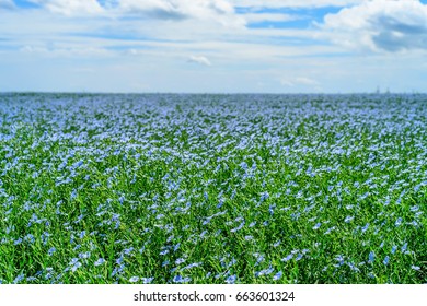 Blooming Flax Field