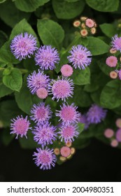 Blooming Floss Flower In July