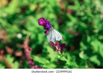 Blooming Flower With Butterfly . Nectar Source Of Food For Insects . Colorful Summer Natural Background 