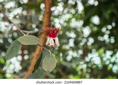 Blooming Flower Of Feijoa Sellowiana