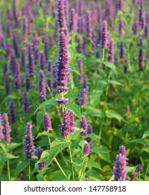 Blooming Flower (giant Hyssop )