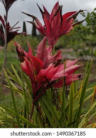 Blooming Flower In Maui (Lavender Farm)