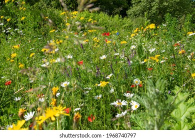 Blooming flower meadow with bee-friendly plants in May. A beautiful strip of flowers to promote local biodiversity.