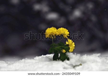 blooming flower on the snow was very beautiful yellow chrysanthemum 