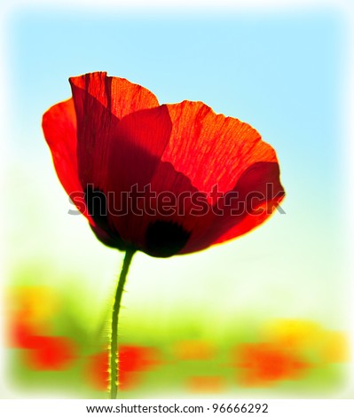 Similar – Foto Bild leuchtend Mohn Blume