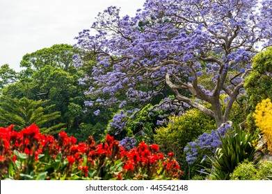 Blooming Flower In Royal Botanic Gardens In Sydney, Australia