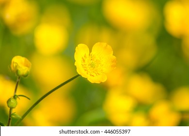 blooming flower in spring, buttercup, crowfoot, ranunculus.