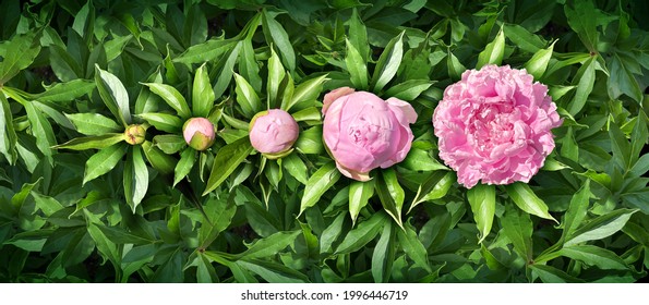 Blooming flower stages with pink flowers in bloom in a summer garden as a peony or peonies blossom or blossoming plants representing floral growth development with open and closed petals.  - Powered by Shutterstock