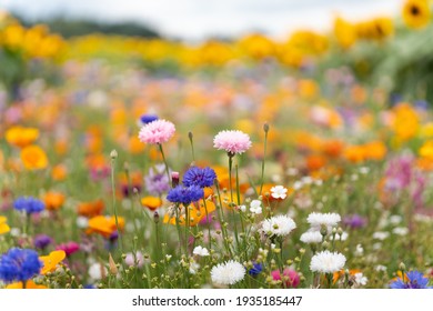blooming flowers in a country garden