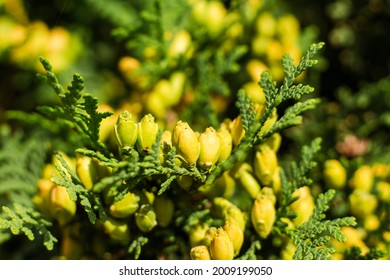 The Blooming Flowers Of An Eastern Arborvitae Tree