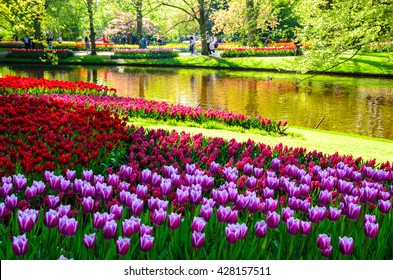 Blooming Flowers Keukenhof Park Netherlands Europe Stock Photo ...