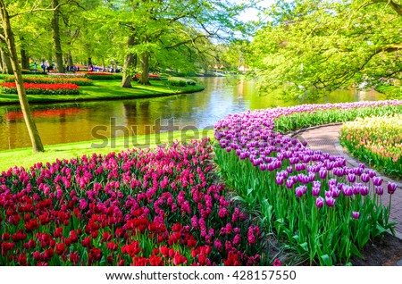 Blooming flowers in Keukenhof park in Netherlands, Europe. 