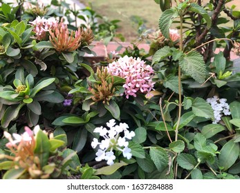 Blooming Flowers - Maharashtra, Pune. Garden Area.